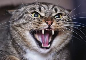 Gants pour chat agressif